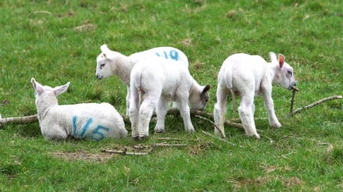 Four Lambs Standing And Sitting In A Grass Field On A Farm Beside A Tree Branch