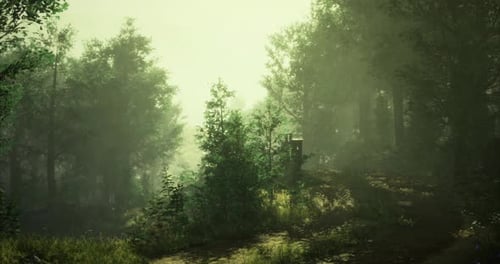 Early Morning Light Creates a Serene Atmosphere in a Misty Forest