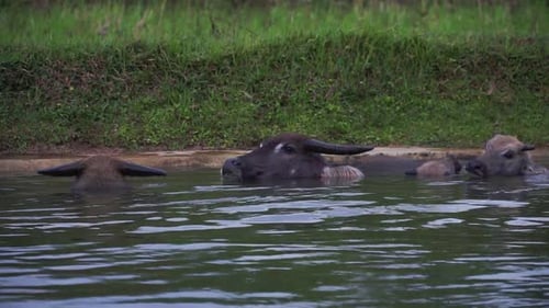 A herd of buffaloes is soaking in the water. Buffalo on the river only visible head. The buffalo's b