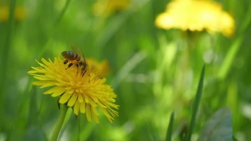 Bee Collecting Pollen From Yellow Dandelion Flower
