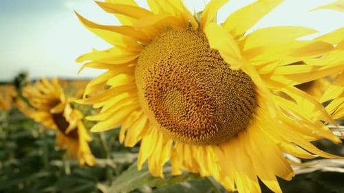Sunflowers Plants Blooming in Field Floral Background Landscape Plantation Agriculture Harvest