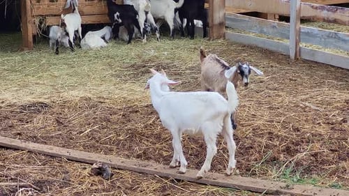 Goats on a Farm in a Rural Setting