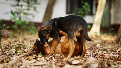 Dogs Playing On A Blanket Of Dried Leaves