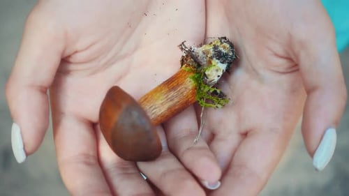 Little Boletus With Brown Cap In Woman Hands. Close Up Freshly Picked Mushroom. Wildlife Forest H...