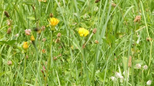 A slow pan over an alpine meadow with many plants and herbs wich is lit by the sun. The flowers are