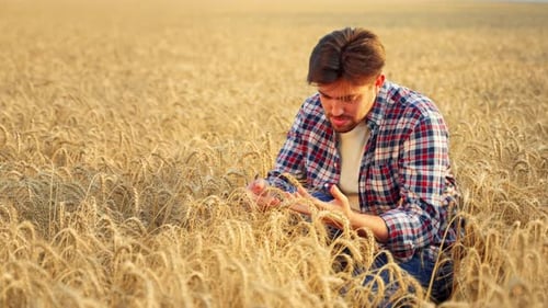Agronomist Examining Cereal Crop Before Harvesting Sitting in Golden Field Smiling Farmer Holding a