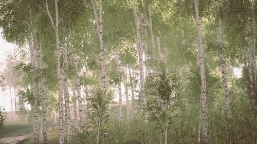 Spring in the Birch Grove Forest