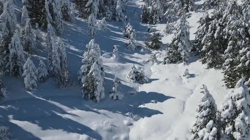 Snowy Trees Drone View