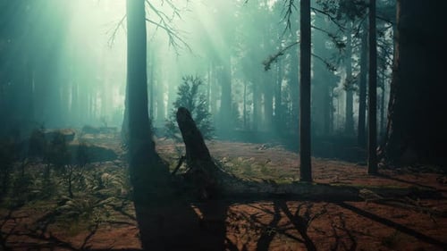 Majestic Sequoia Forest With Towering Trees