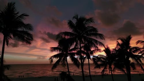 Silhouette of Palm Trees on Beach at Gold Sunset Time Wide Footage