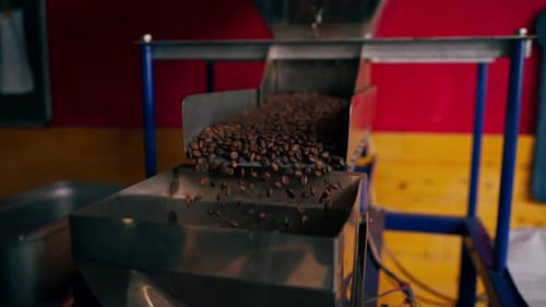 Close Up Coffee Roasting Factory Worker Stands Near the Roasting Machine Pouring Roasted Coffee