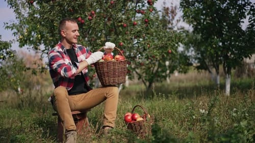 Happy mid aged farmer sitting in the apple orchard is satisfied with crop of fruit.