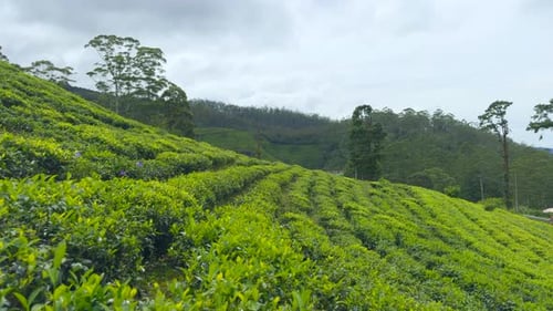Lines with green bushes on terraces of tea plantations