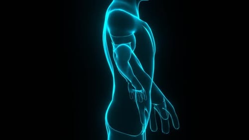 Futuristic Human Body Outline Rotating Medical Scan