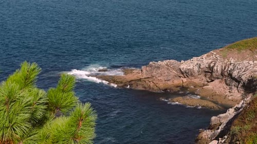 Pine Tree With Rocky Coastline And Blue Sea In The Background In Summer. - aerial pullback shot