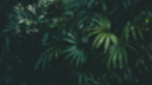 Jungle nature blurred background green flowers forest rainforest blur bokeh 4k backgrounds youtube