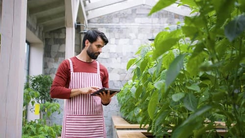Man Gardener with Tablet Standing in Greenhouse, Working