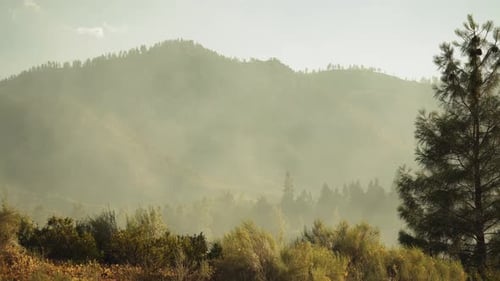 After effects of Kern woods California wildfire