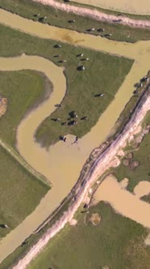 Troupeau de buffles paissant dans des terres agricoles verdoyantes avec un canal d'eau trouble. Aérien ascendant de haut en bas