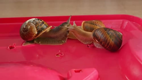 Close Up of Snails Moving Slowly