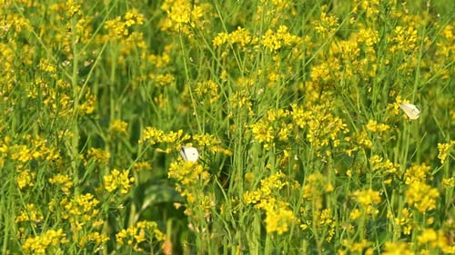 In the picturesque countryside, a beautiful scene of rapeseed fields. adorned with golden-yellow flo