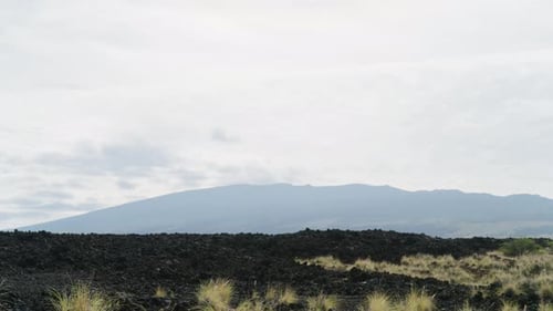 Grüner Strauch im schwarzen vulkanischen Lavafeld mit Bergblick in der Ferne, Hawaii 4K
