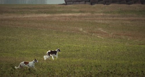 Two Russian Dogs Borzoi Running