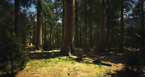Majestic Old Growth Forest with Towering Trees and Dappled Sunlight