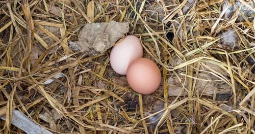 Cinematic Zoom-in of brown eggs fresh layed by farm chicken in the countryside.