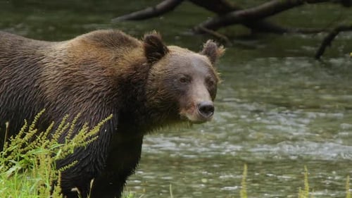 Large brown bear in river looks directly at camera and sniffs the air