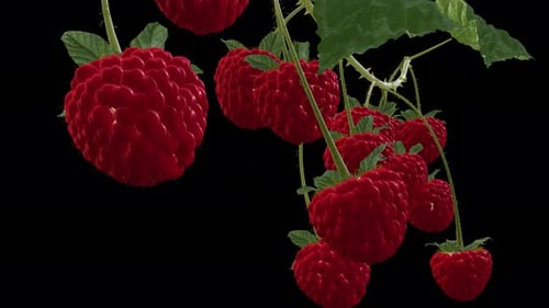 Growing Raspberries - Time Lapse - III - Very Close Up - Alpha Channel