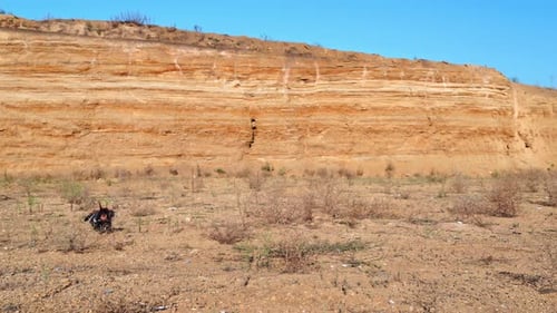 Dog in hat, masquerade cowboy costume plays in nature in steppe quest wild west