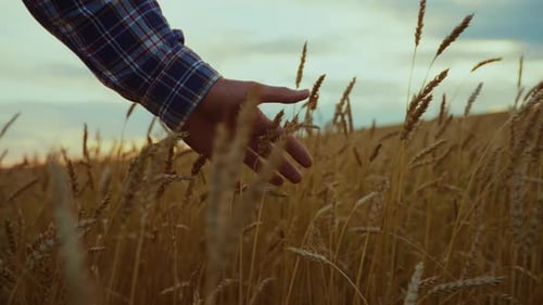 A Person Gently Touches Wheat in a Golden Field During Sunset in Rural Countryside