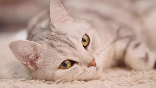 Cat Resting on the Floor