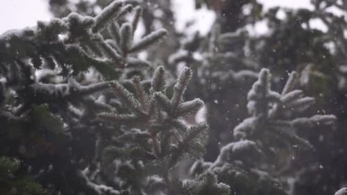 Branche d'arbre couverte de neige le matin de Noël, Dreamy Ralenti Close Up