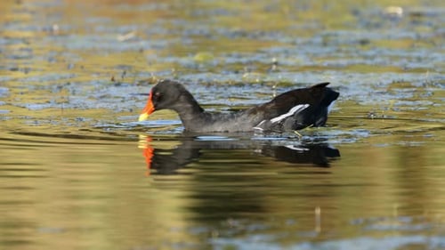 Common Moorhen Swimming And Feeding In A Pond