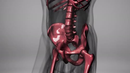 3d Rendered Medical Animation of a Human Bones