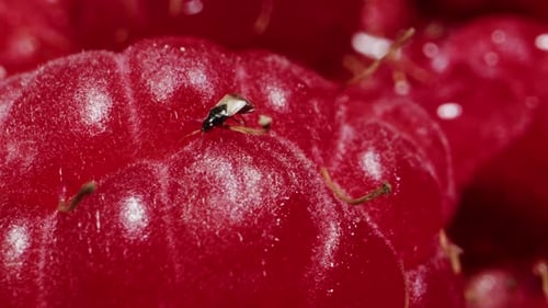 A Stunning CloseUp of Fresh Raspberries Showcasing Their Vibrant Red Color and Texture