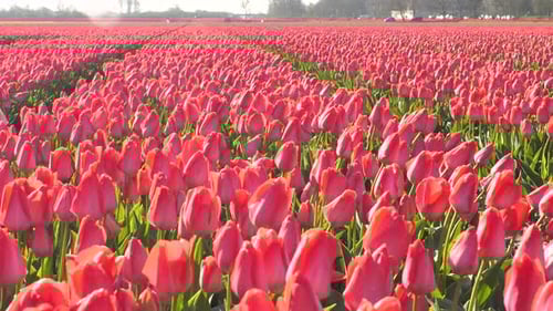 A field of beautiful pink tulips. Low, medium, panoramic shot