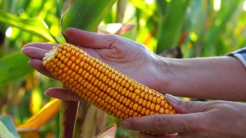 Close Up to Female Hands of a Farmer Examining Ripe Cob of Corn at Green Meadow Adult Arms of