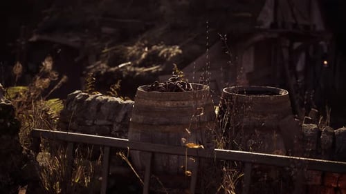 Rustic Wooden Barrels Sit in a Sunlit Garden Surrounded By Tall Grass