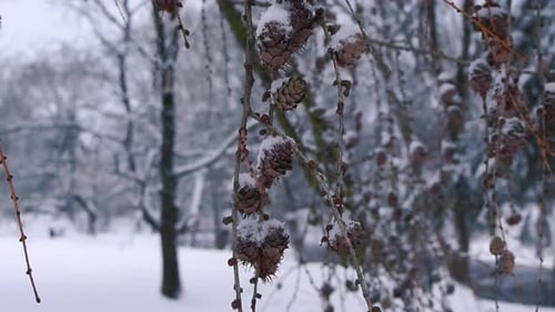 Pine Cones Adorned with Snow on Winter Branches
