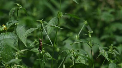Grasshopper under leaves while legs wrapped around the stem of the plant, Kaeng Krachan National Par