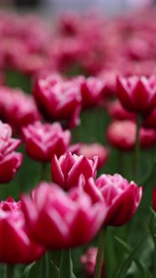 Beautiful Bright Colorful Spring Tulips Field of Tulips Tulip Flowers Blooming in the Garden Panning