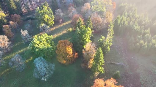 cinematic flight in the morning in a forest