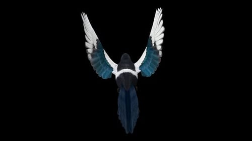American Magpie Bird - Californian Yellow Beak - Flying Loop - Aerial Back Close Up - Alpha Channel