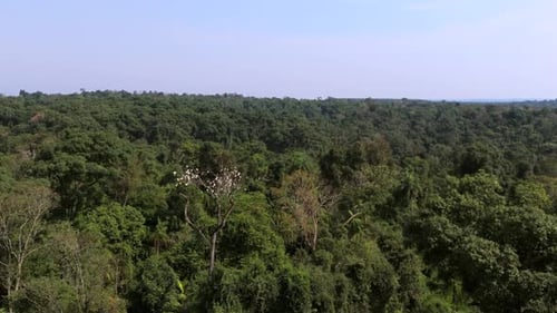 Argentine native tree, Palo Rosa, Rosewood, Aspidosperma polyneuron, drone view
