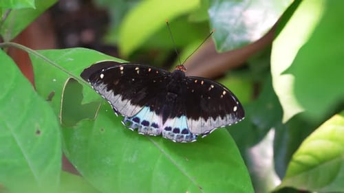 Mariposa tropical en los florecientes jardines de Tailandia