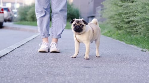 Pug Puppy Walking with Owner Cute Funny Pug Dog Runs Along the Road at Summer in Park Pug Owner