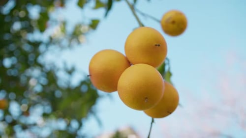 Oranges Hanging on a Tree Branch